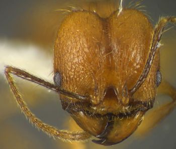 Media type: image;   Entomology 34175 Aspect: head frontal view